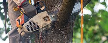 Trusted Bergenfield, NJ Tree Removal Experts