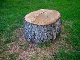 Best Leaf Removal  in Bergenfield, NJ