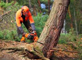 Best Tree Maintenance Programs  in Bergenfield, NJ