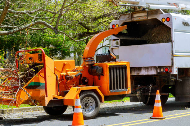 Best Tree Removal  in Bergenfield, NJ