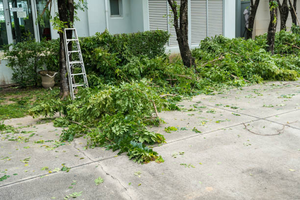 Best Lawn Pest Prevention  in Bergenfield, NJ